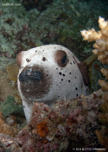 I see you! Arothron nigropunctatus. Canon G10. by Bea & Stef Primatesta 
